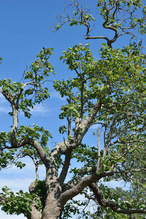 Old apple tree