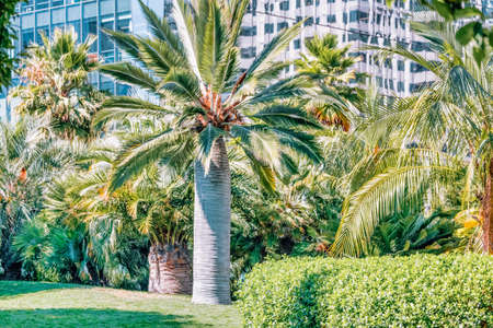 A beautiful view of palm trees in Salesforce Park in San Francisco, California. Photos processed, in pastel colorsの写真素材