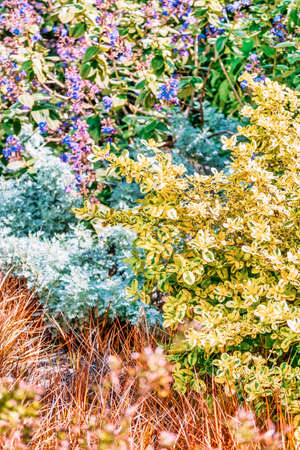 Beautiful floral background close-up. Autumn seasonal flowers, different types