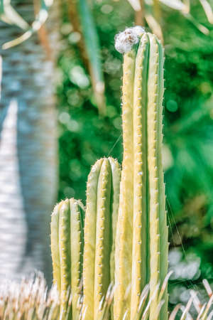 Large green cactus, close-up. concept nature plants.の写真素材