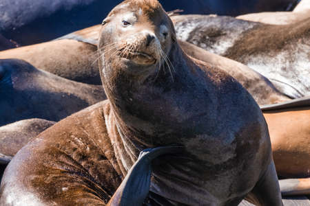 Lone Sea Lions hauling out on boat docks, in San Francisco.