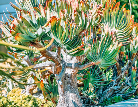 Quiver tree in the wild, Kokerboom