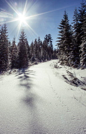 A snow covered rural logging road with animal printsの写真素材