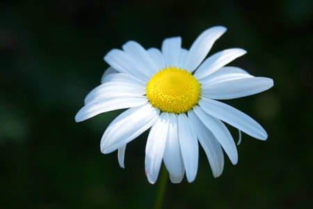 Oxeye Daisy Chrysanthemum leucanthemumの写真素材