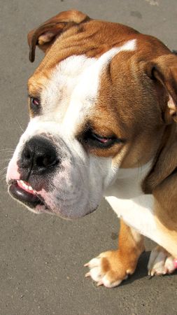 English bulldogの写真素材