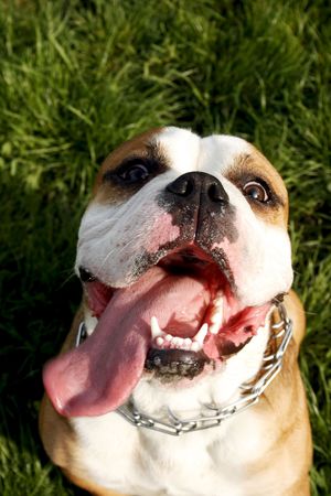 funny face of an english bulldog... big tongueの写真素材