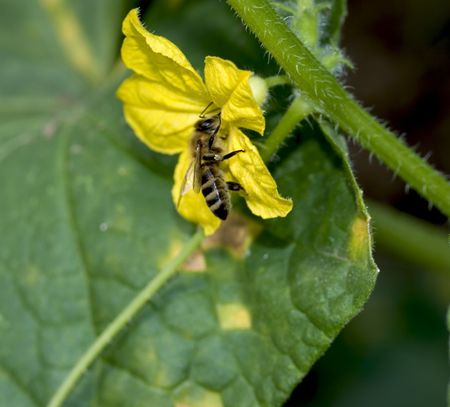 bee in a yellow flowerの写真素材