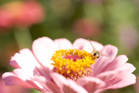 macro of a bee on a flower