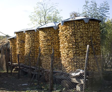 Unshelled corn harvest, stored in three wire bins.の写真素材