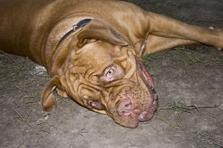 A close-up of a Dogue De Bordeaux, AKA the French Mastiffの写真素材