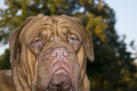 A close-up of a Dogue De Bordeaux, AKA the French Mastiffの写真素材