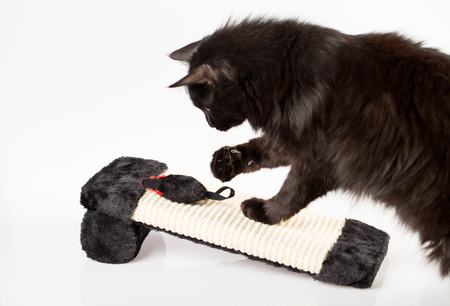 Sweet black cat playing with a mouse toyの写真素材