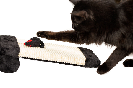 Cat hunting a black mouseの写真素材