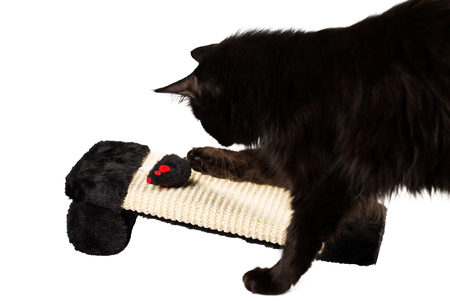 Sweet black cat playing with a toy mouseの写真素材