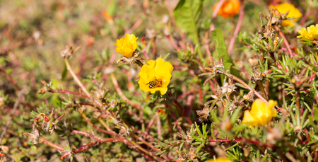 Bee on a stone flower, pollianting, Portulaca Grandifloraの写真素材