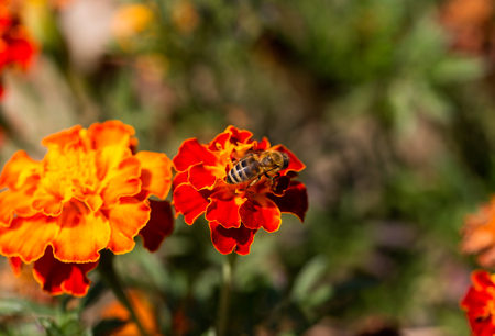 Close-up of a bee on an orange portulaca oleracea flowerの写真素材
