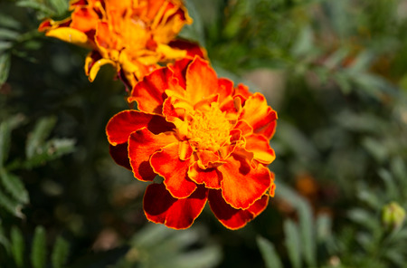 Close-up of beautiful orange portulaca oleracea flowerの写真素材