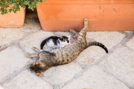 Mother stray cat feeding kitten on the street in italyの写真素材