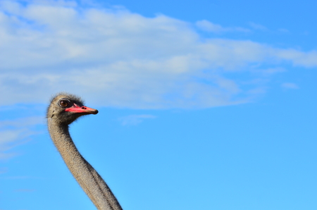 Ostrich farm, Ukraineの写真素材