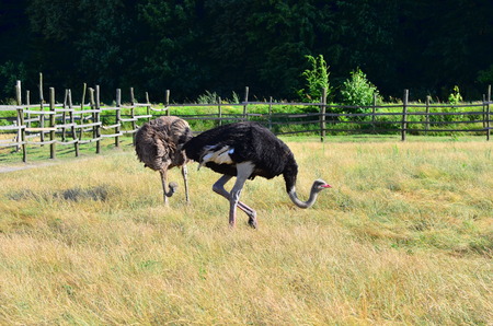 Ostrich farm, Ukraineの写真素材