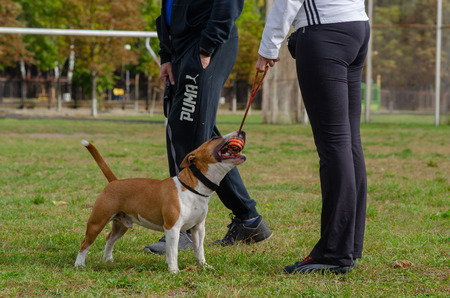 Homel / Belarus - 09.16.2018: People and dogs in the parkのeditorial素材