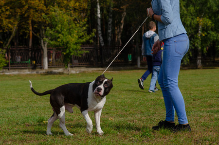 Homel / Belarus - 09.16.2018: People and dogs in the parkのeditorial素材