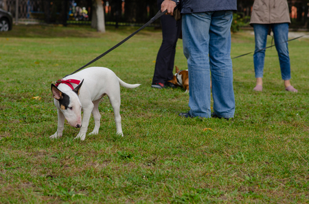 Homel / Belarus - 09.16.2018: People and dogs in the parkのeditorial素材