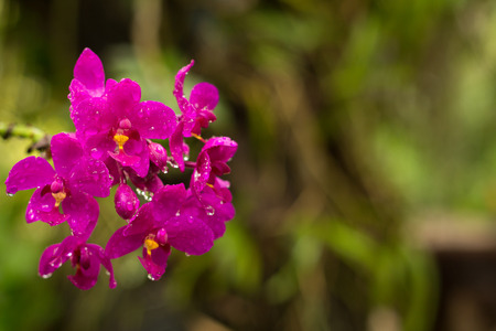 Natural flower background. Amazing nature view of pink flowers blooming in garden.