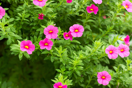 Close up flowers background. Amazing view of colorful pink flowering in the garden and green grass landscape at sunny summer or spring day.の写真素材