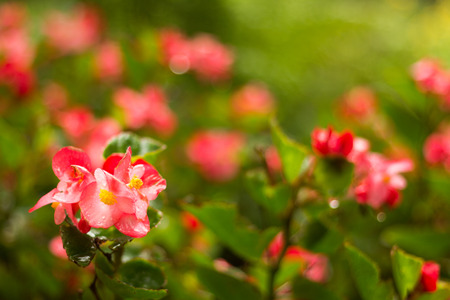 Close up flowers background. Amazing view of colorful red flowering in the garden and green grass landscape at sunny summer or spring day.の写真素材