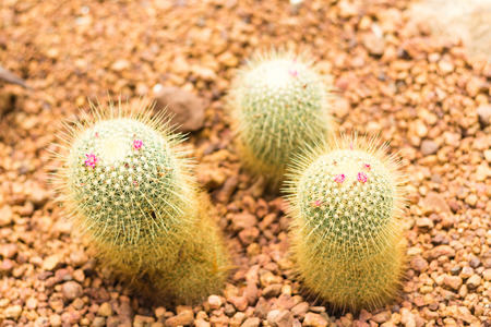 Cactus flowers in cactus garden.の写真素材