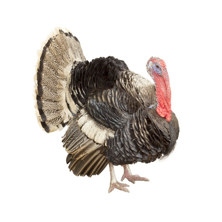 Turkey isolated on white background.の写真素材