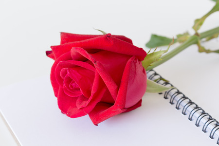 red rose on notebook white background.の写真素材