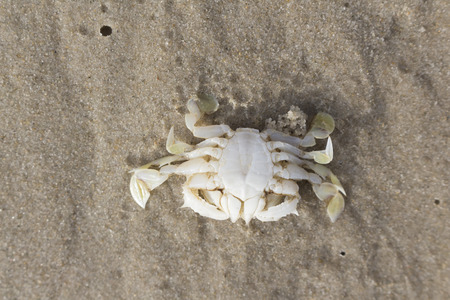 Close-up dead horse crab die near the beach.の写真素材