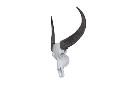 Buffalo skull isolated on white background.Buffalo hornの写真素材