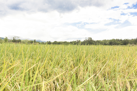 rice fieldの写真素材