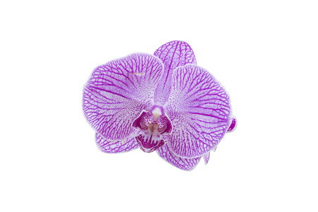 Purple Orchid isolated on white background.の写真素材
