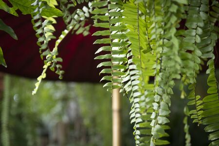 natural green background or abstract nature backgroundの写真素材