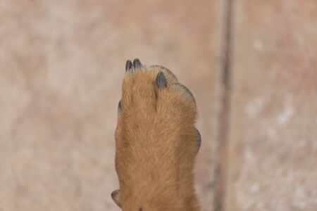 Brown dog feet on the background