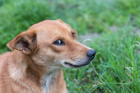 The dog in the garden.の写真素材