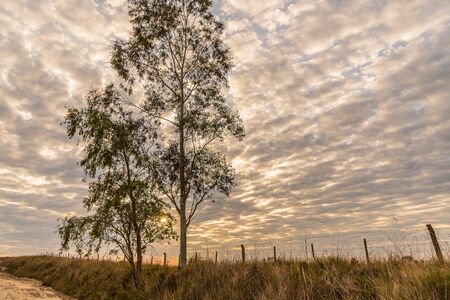 Eucalyptus tree and sunrise. Eucalyptus is a medicinal plant widely used in the combat of various respiratory diseases due to its expectorant properties.の写真素材