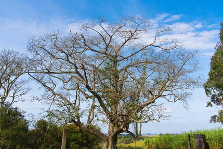 Tree of the botanical family Malvaceae, popular name "paineira" or "paunchy". Plant of the Brazilian flora, with several medicinal benefits. Ornamental and landscape plant.の写真素材