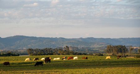 Extensive livestock farming farm in southern Brazil. Countryside in the winter dawn. Grassland fields.の写真素材
