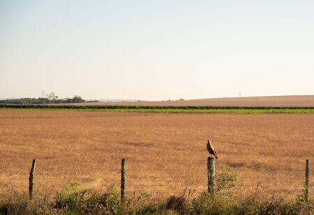 Dry ryegrass grass covering soybean planting area in the right planting technique. In the scene, sitting on the stage a Brazilian bird of prey named CarcarÃ¡.の写真素材