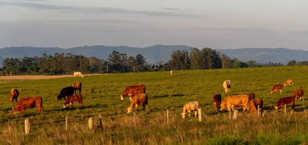 Extensive livestock farming farm in southern Brazil. Countryside in the winter dawn. Grassland fields.の写真素材