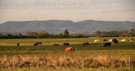 Extensive livestock farming farm in southern Brazil. Countryside in the winter dawn. Grassland fields.の写真素材