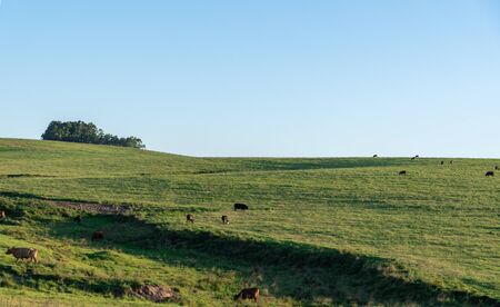Images from the interior of the city of Jaguari, RS, Brazil. Rural landscapes of the city located in the southern central region, almost border with Argentina.の写真素材