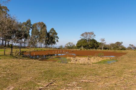 Eichhornia crassipes Plant. Populas Name: AguapÃ©. Aquatic plant and floating very ornamental. However in some situations of overpopulation it can become a problem in lakes.の写真素材