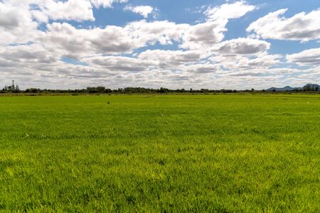 Scenes from an irrigated rice plantation, with already effective germination and water occupying the full extent of the crop. Agricultural production management in southern Brazil. Production of food for consumption.の写真素材
