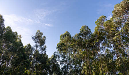 View of the canopy of an aucaliptus forest on a sunny afternoon and blue sky. Plantation for the manufacture of paper and cellulose.の写真素材